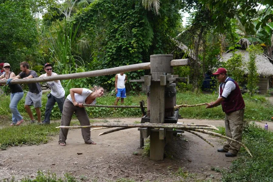 Amazon Jungle, January 2012
