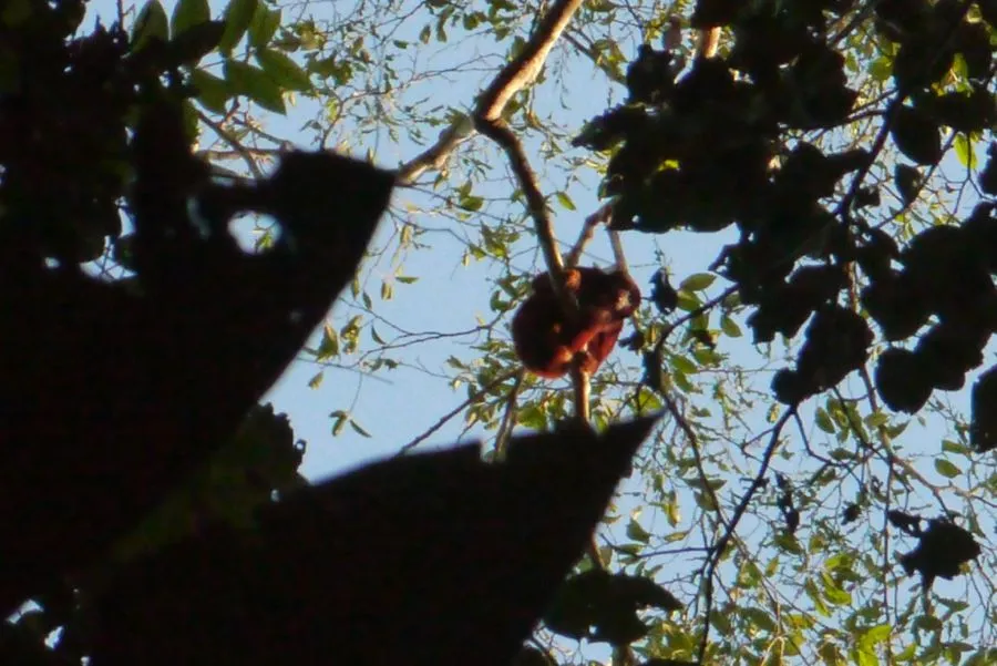 Amazon Jungle, January 2012