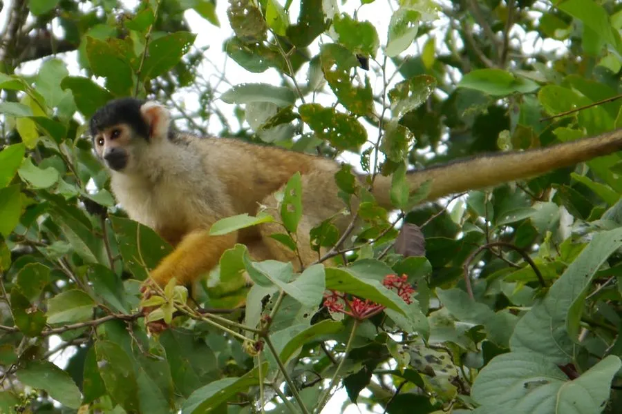 Amazon Jungle, January 2012