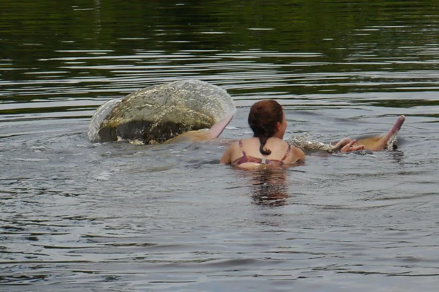 Amazon Jungle, January 2012