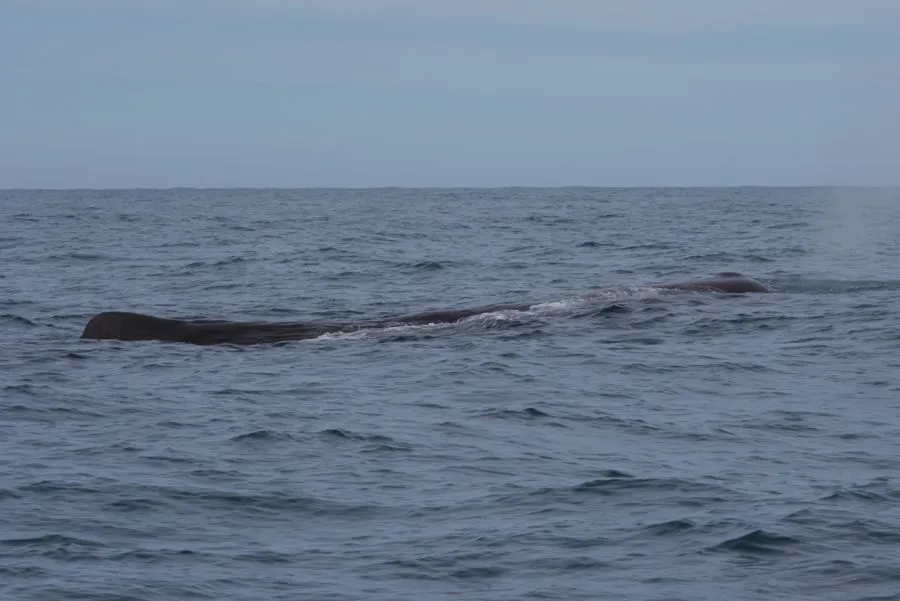 Kaikoura, February 2012