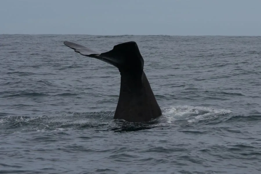 Kaikoura, February 2012