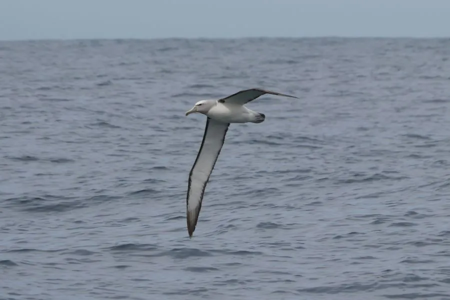 Kaikoura, February 2012